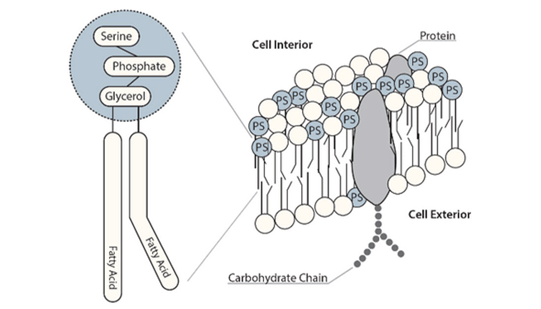 Phosphatidylserine from Vegetable Sources Doesn’t Work